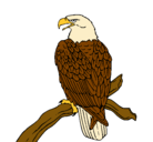 Dibujo Águila en una rama pintado por lia