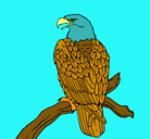 Dibujo Águila en una rama pintado por Verdi