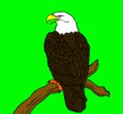 Dibujo Águila en una rama pintado por daniel