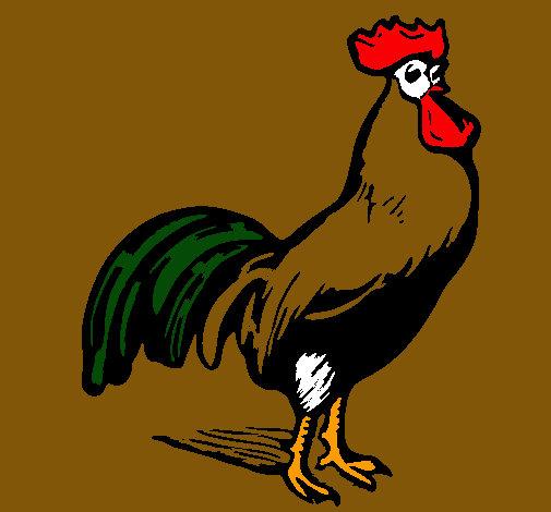 Gallo gallardo