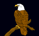 Dibujo Águila en una rama pintado por marco