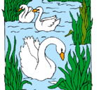 Dibujo Cisnes pintado por lizbeth