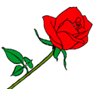 Dibujo Rosa pintado por ros