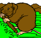 Dibujo Castor  pintado por marmota