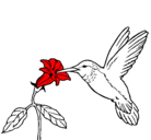 Dibujo Colibrí y una flor pintado por favi1