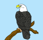Dibujo Águila en una rama pintado por luis