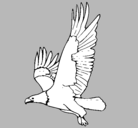 Dibujo Águila volando pintado por oscar456