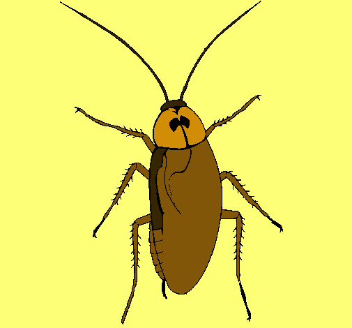 Cucaracha grande