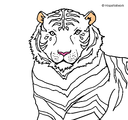 Dibujo Tigre pintado por checcid