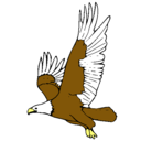 Dibujo Águila volando pintado por loqui