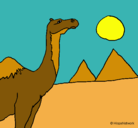 Dibujo Camello pintado por Migui