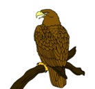 Dibujo Águila en una rama pintado por Jeremy