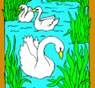 Dibujo Cisnes pintado por shein