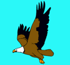 Dibujo Águila volando pintado por zack