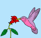 Dibujo Colibrí y una flor pintado por antu7