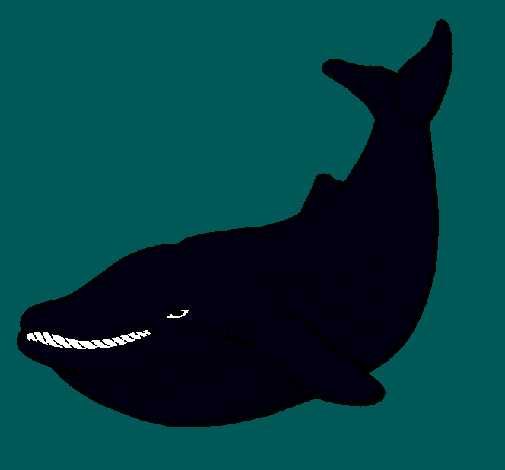 Dibujo Orca pintado por marcos