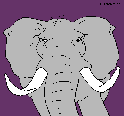 Dibujo Elefante africano pintado por Johann