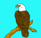 Dibujo Águila en una rama pintado por agila