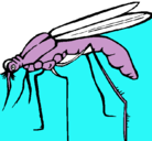 Dibujo Mosquito pintado por FRANK