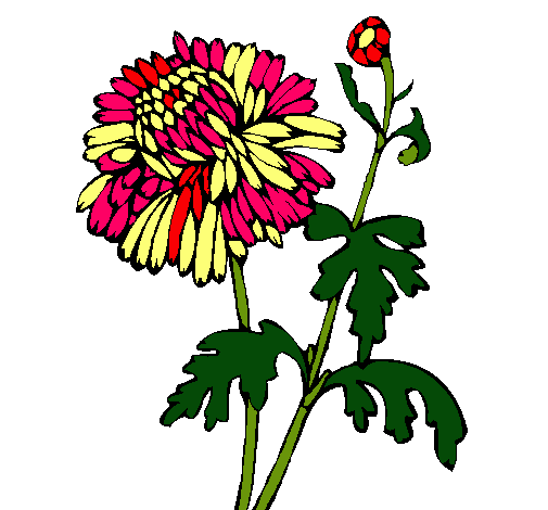 Dibujo Zinnia pintado por CANMUR4