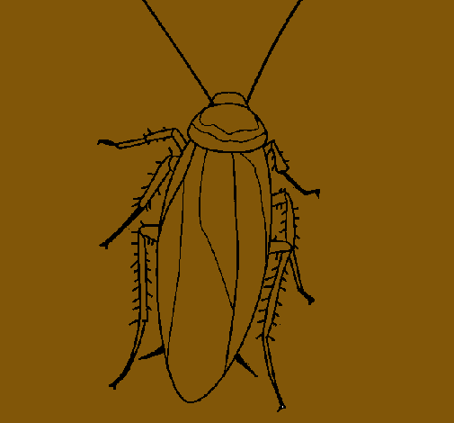 Cucaracha