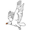 Dibujo Águila volando pintado por pablete