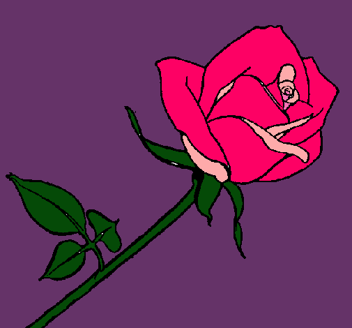 Dibujo Rosa pintado por CANMUR4