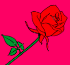 Dibujo Rosa pintado por chantall