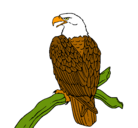 Dibujo Águila en una rama pintado por 1001N