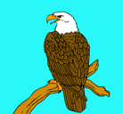 Dibujo Águila en una rama pintado por lukitas