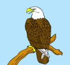 Dibujo Águila en una rama pintado por Phoenix