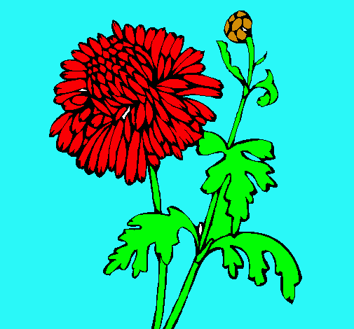 Dibujo Zinnia pintado por kyarita