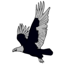 Dibujo Águila volando pintado por ninja