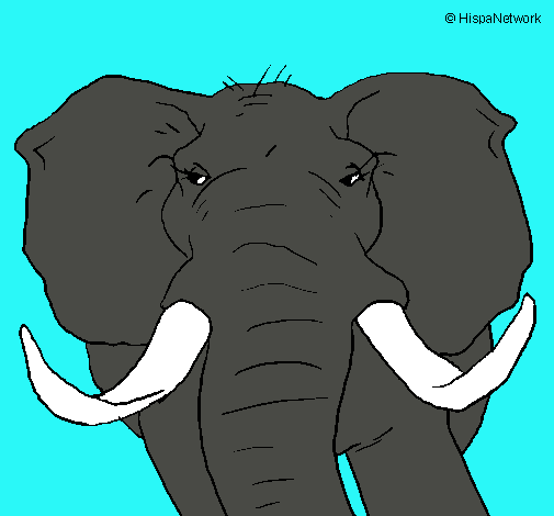 Dibujo Elefante africano pintado por johan3121