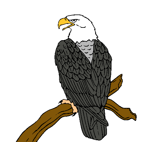 Dibujo Águila en una rama pintado por almuerzo