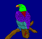 Dibujo Águila en una rama pintado por aguilucho