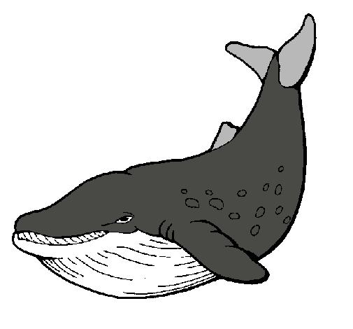 Dibujo Orca pintado por luciamoris