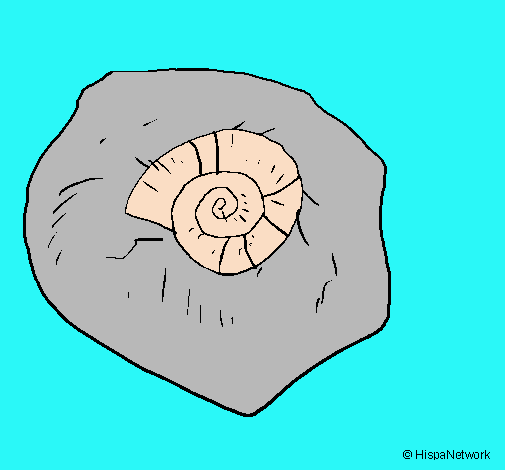 Dibujo Fósil caracol pintado por momita