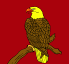 Dibujo Águila en una rama pintado por rodriguez
