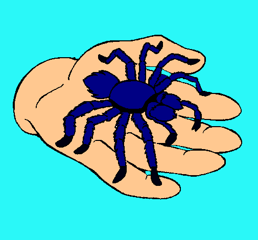 Dibujo Tarántula pintado por suka-san