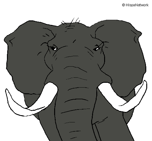Dibujo Elefante africano pintado por jorgito