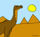 Dibujo Camello pintado por Aladin