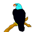 Dibujo Águila en una rama pintado por maxcata