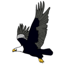 Dibujo Águila volando pintado por Colorida