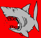 Dibujo Tiburón pintado por SHARC
