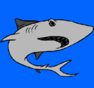Dibujo Tiburón pintado por 1234567891