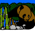 Dibujo Oso panda y bambú pintado por bhjtyytyfgty