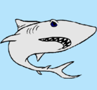 Dibujo Tiburón pintado por fase