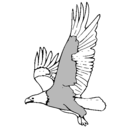 Dibujo Águila volando pintado por vicky1