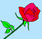 Dibujo Rosa pintado por happyhappy